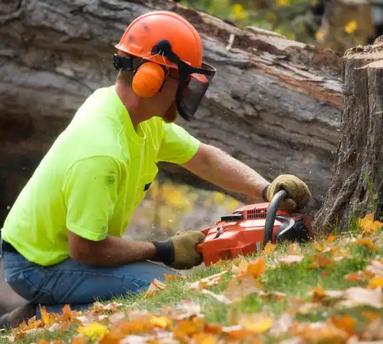 tree services Baltimore